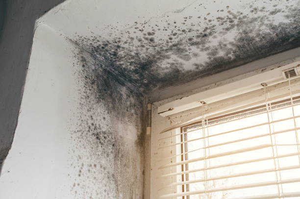 Affordable Mold Cleanup solutions in West Point, GA